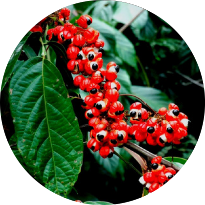 guarana